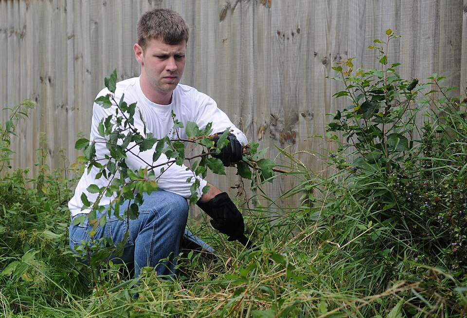 Garden clearance worker clearing overgrown vegetation in a residential garden